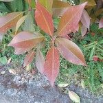 Photinia glabraFolha