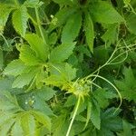 Cyclanthera pedata Leaf