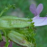 Pedicularis sylvatica Blomma