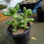 Sedum hernandezii Foglia