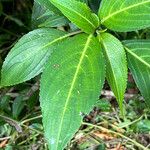 Strobilanthes hamiltoniana Levél