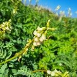 Astragalus pomonensis ᱵᱟᱦᱟ