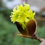Acer platanoides Λουλούδι
