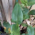 Commelina communis Liść