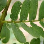 Osodendron altissimum Leaf