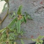 Euphorbia crotonoides Frukt