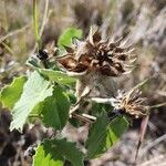 Abutilon grandiflorum Plod