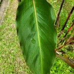 Etlingera elatior Leaf