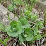 Sedum telephium Leaf