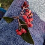 Cotoneaster coriaceusFruit