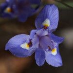 Moraea sisyrinchium Flower