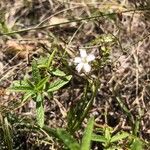 Petrorhagia saxifragaFlower