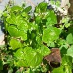 Peperomia pellucida Ліст