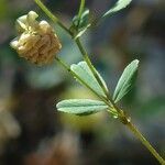 Trifolium campestre Folha