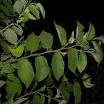 Helicteres guazumifolia ᱛᱟᱦᱮᱸ
