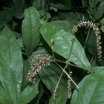 Panopsis sessilifolia Leaf