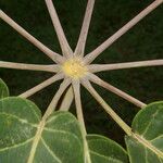 Schefflera morototoni Máis
