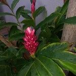 Alpinia purpurata Blüte