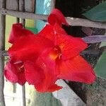 Canna indicaFlower