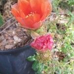 Opuntia aciculata Flor