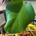 Monstera deliciosaFoglia