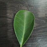 Psidium cattleyanum Leaf