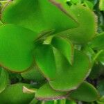 Mesembryanthemum cordifolium Blatt