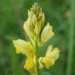 Polygala flavescens Flor