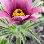 Anemone pulsatilla Blomst