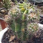 Echinocereus coccineus Листок