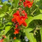 Phaseolus coccineus Flor