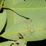 Garcinia intermedia Leaf