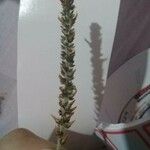 Plantago virginica 叶