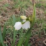 Leucojum vernumÇiçek