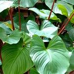 Homalomena rubescens Hoja