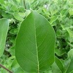 Vitex trifolia Blatt