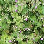 Geranium pyrenaicumÕis