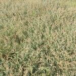 Atriplex portulacoides Blad