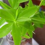 Euphorbia hyberna পাতা