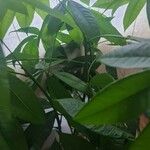Pachira glabra Leaf