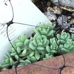 Sedum dasyphyllum पत्ता