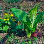 Symplocarpus renifoliusAnders