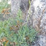 Bupleurum gibraltaricum Levél