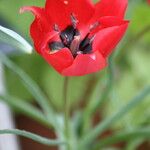 Tulipa systola Flower