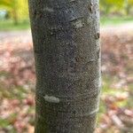 Quercus glauca Bark