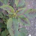 Amaranthus spinosus Foglia