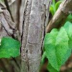 Salvia somalensis Corteza