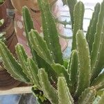 Stapelia grandiflora Leaf