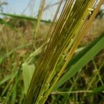 Oryza barthii Hoja