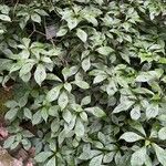 Helwingia japonica Plante entière